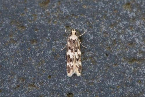 Apatema fasciata